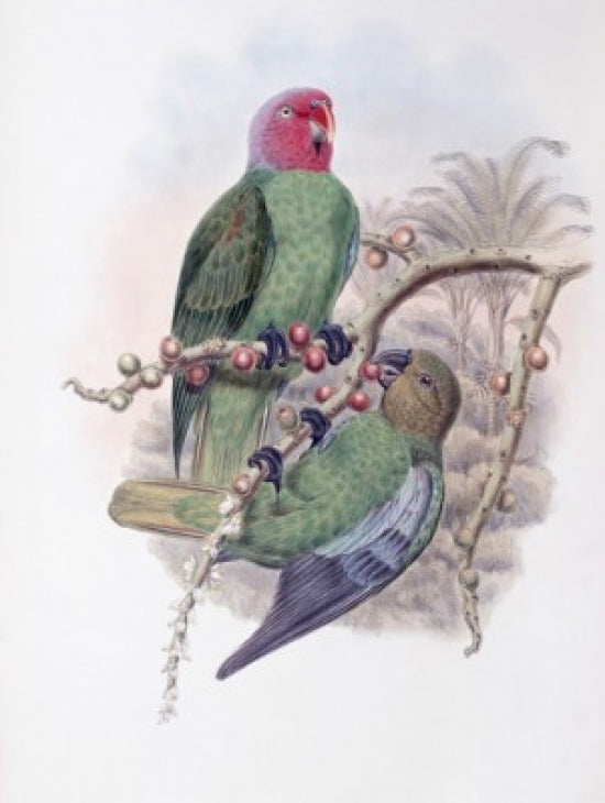 Tenimber Parrot art poster print by John Gould, showcasing vibrant colors and intricate details.