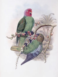 Tenimber Parrot art poster print by John Gould, showcasing vibrant colors and intricate details.