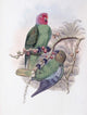 Tenimber Parrot art poster print by John Gould, showcasing vibrant colors and intricate details.