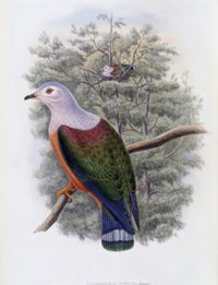 Finsch's Fruit-Pigeon Poster Print by John Gould showcasing vibrant colors and intricate details.
