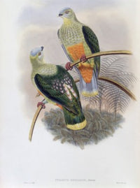 Richard's Fruit-Pigeon art print by John Gould featuring vibrant colors and intricate details.