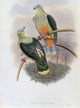 Richard's Fruit-Pigeon art print by John Gould featuring vibrant colors and intricate details.