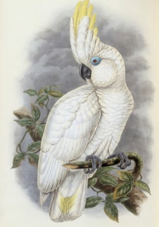 Blue-Eyed Cockatoo Poster Print by John Gould showcasing vibrant colors and intricate details.