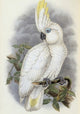 Blue-Eyed Cockatoo Poster Print by John Gould showcasing vibrant colors and intricate details.