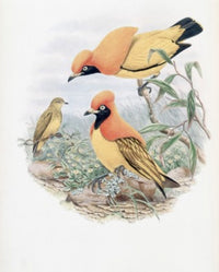 Golden Bird of Paradise poster print by John Gould featuring vibrant colors.