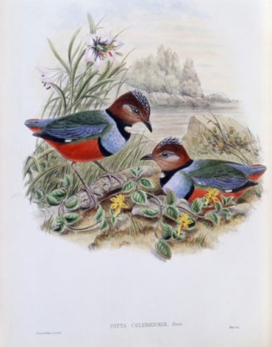 Celebean Pitta fine art print by John Gould showcasing a beautiful bird.