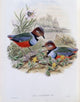 Celebean Pitta fine art print by John Gould showcasing a beautiful bird.