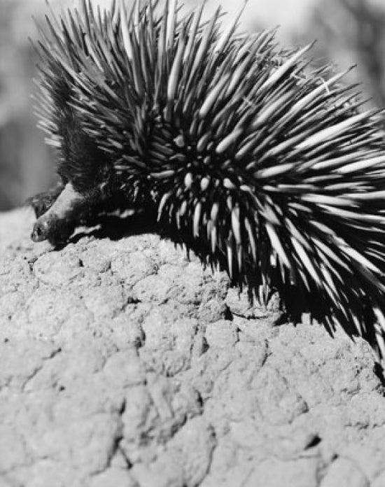 Close-up poster print of an echidna showcasing its detailed features.