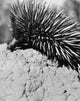 Close-up poster print of an echidna showcasing its detailed features.