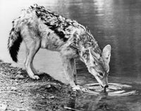 Black-backed Jackal drinking water from a river poster print.