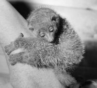 Close-up poster print of a lemur on a tree trunk