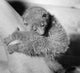 Close-up poster print of a lemur on a tree trunk