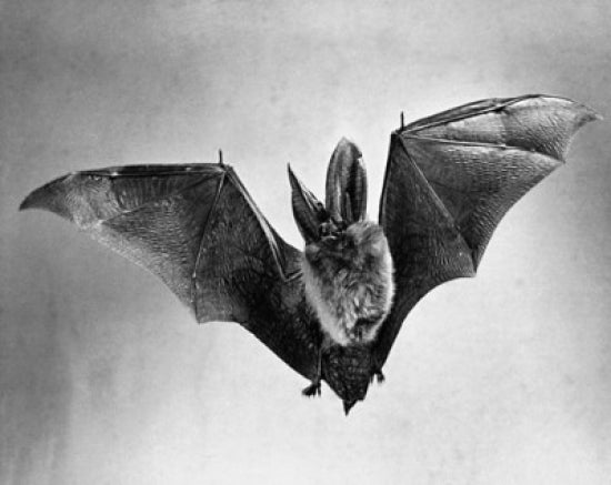 Bat Flying with Wings Spread Poster Print showcasing nature's beauty.