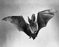Bat Flying with Wings Spread Poster Print showcasing nature's beauty.