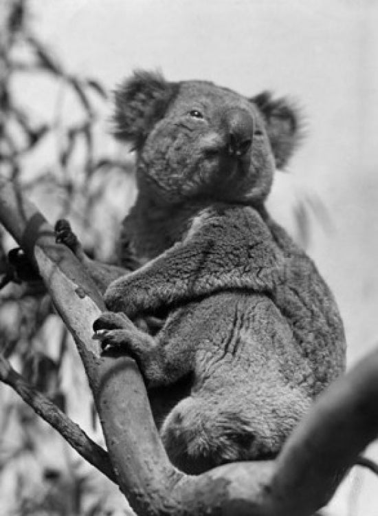 Koala sitting on a branch poster print, showcasing wildlife art.