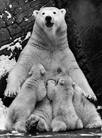 Polar Bear Feeding Its Cubs Poster Print - Wildlife Art