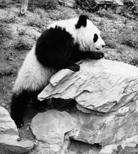 Panda Climbing a Rock Poster Print featuring Ailuropoda melanoleuca.
