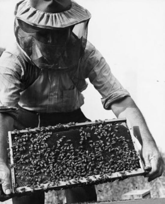 Beekeeper holding a beehive poster print showcasing nature.