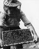Beekeeper holding a beehive poster print showcasing nature.
