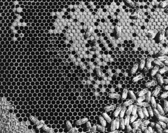 Bees on a honeycomb poster print showcasing detailed nature artwork.