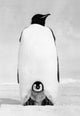 Emperor Penguin with Chick on Snow Poster Print