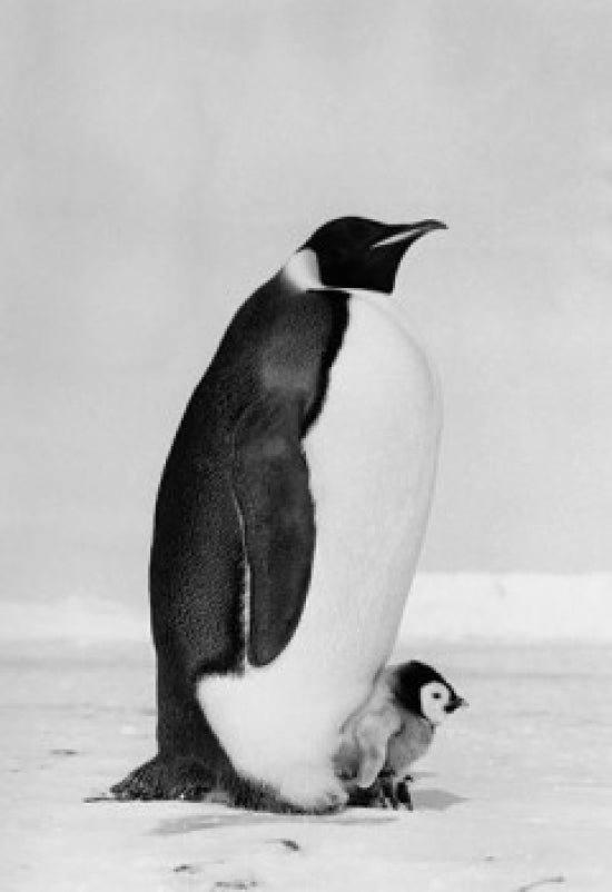 Emperor Penguin with chick on snow poster print