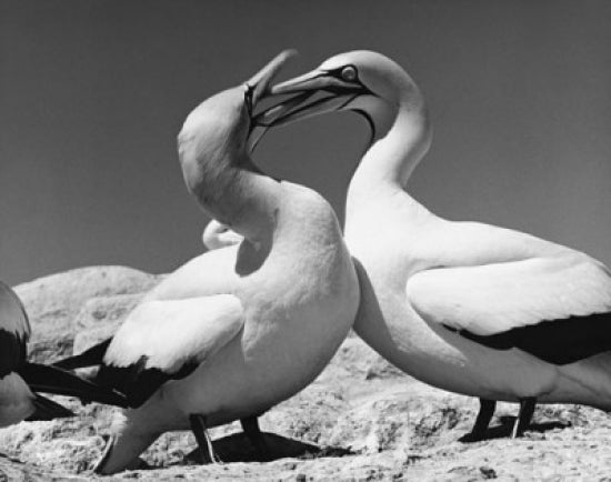 Two Cape Gannets Standing Poster Print featuring Morus capensis