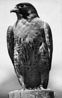 Falcon Perching on a Tree Stump Poster Print showcasing a majestic falcon in a serene pose.