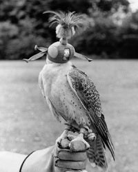 Lanner Falcon perching on a person's hand poster print
