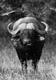Water Buffalo in a Field Poster Print featuring Bubalus bubalis