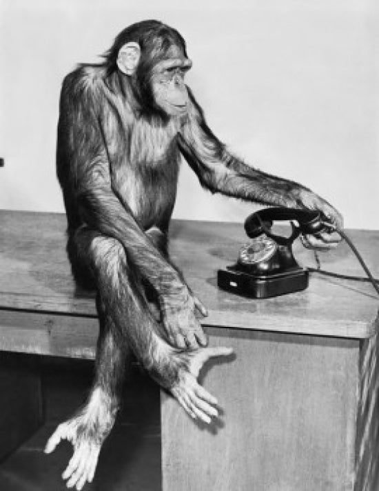 Chimpanzee holding a telephone receiver poster print