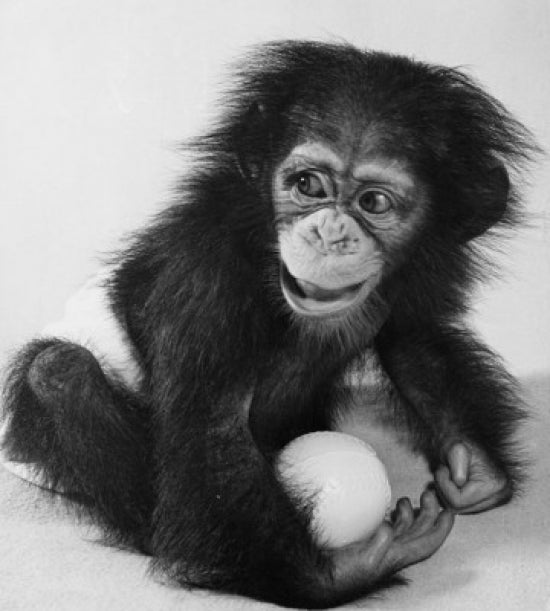 Close-up poster print of a young chimpanzee holding a ball.
