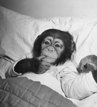 Young chimpanzee lying on a bed poster print