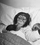 Young chimpanzee lying on a bed poster print