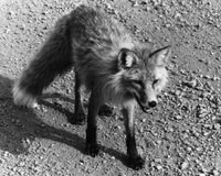 High angle view of a Red Fox (Vulpes vulpes) Poster Print