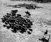 High angle view of two people herding in a field poster print.