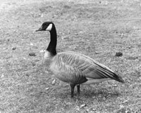 Canada Goose on grass poster print featuring Branta canadensis.