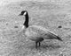 Canada Goose on grass poster print featuring Branta canadensis.