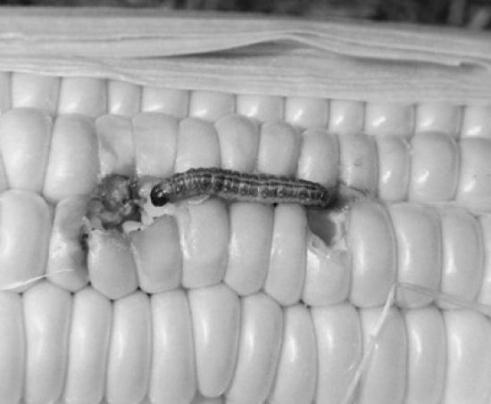 Close-Up of Corn Earworm on Corn (Heliothis zea) Poster Print
