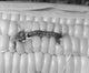 Close-Up of Corn Earworm on Corn (Heliothis zea) Poster Print