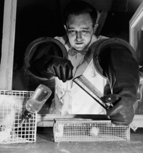 Researcher Conducting Experiments on a Mouse Poster Print, showcasing scientific exploration.