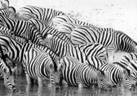 Group of zebras drinking water poster print showcasing wildlife beauty.