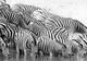 Group of zebras drinking water poster print showcasing wildlife beauty.