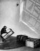 Chimpanzee stacking crates to reach bananas poster print.