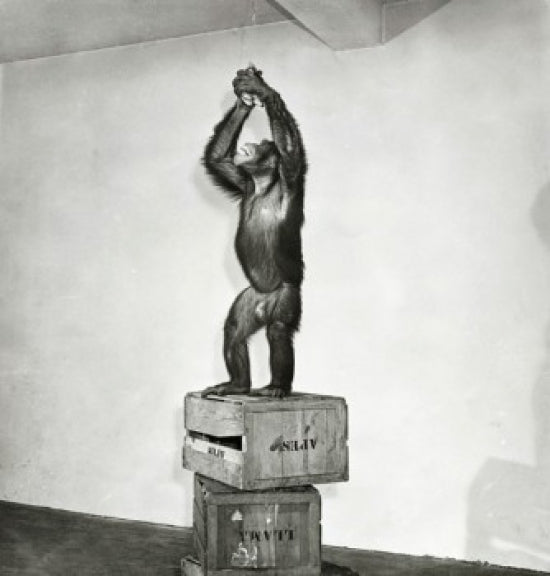 Chimpanzee standing on crates reaching for bananas poster print