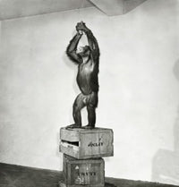 Chimpanzee standing on crates reaching for bananas poster print