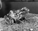 Spring Peeper Frog Poster Print featuring Pseudacris crucifer