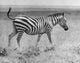 Zebra walking in a field poster print showcasing wildlife art.