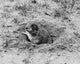 Prairie dog peeking out from a hole poster print.