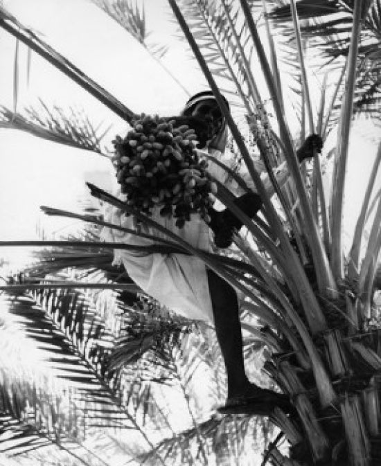 Man in traditional aba holding a bunch of dates - Poster Print